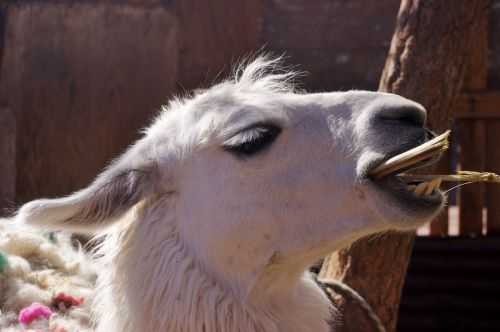 TREKKING NEL DESERTO DI ATACAMA 2015